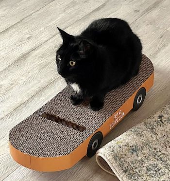 Image for the Tweet beginning: Classic Geeto learning skate boarding...