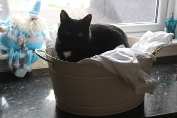 Image for the Tweet beginning: Having a cat melt down
